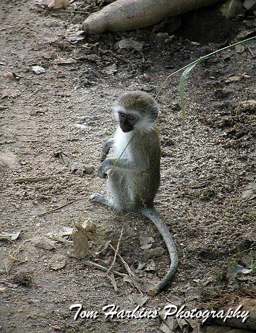 Baby Vervet Monkey.jpg